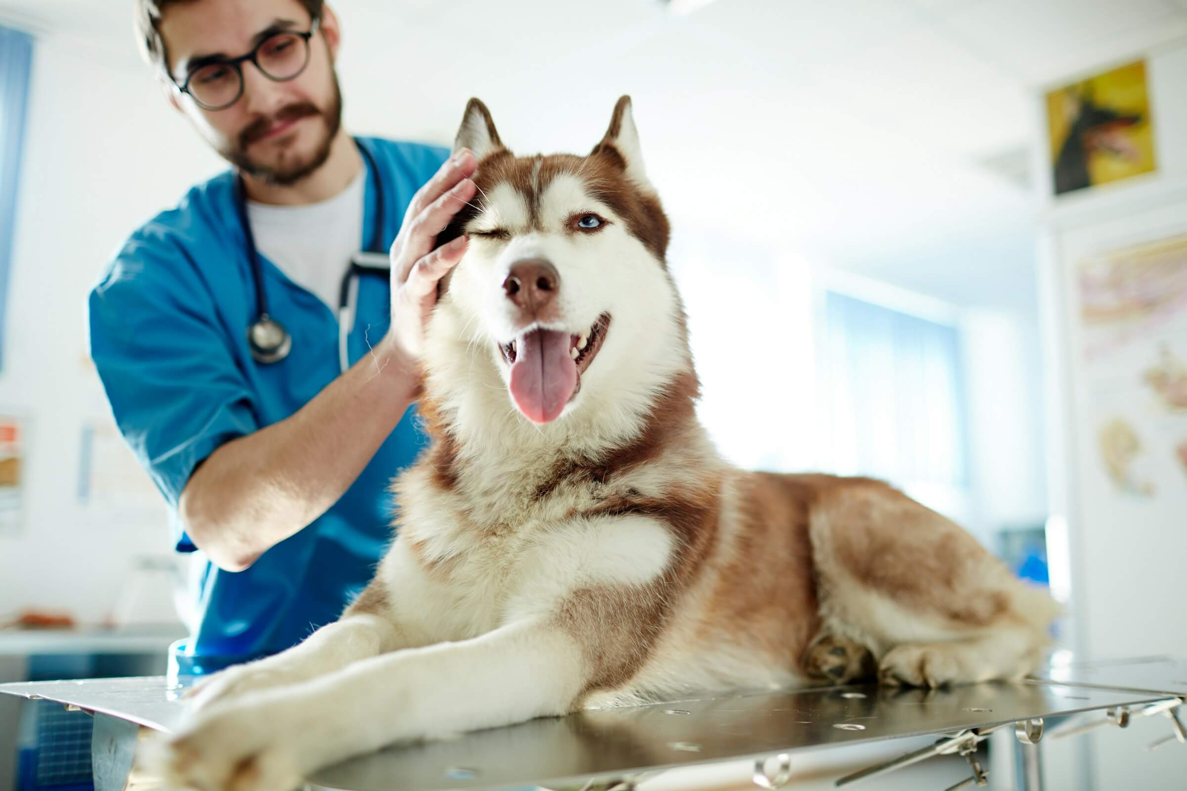 Puppy’s First Vet Visit Checklist, What to Expect & Tips